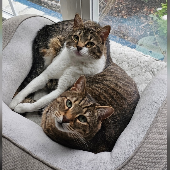 "The Sexy Chicken" Share Show!!🐔🌺🐔🌺🐔🌺 - Picture 5 of 7